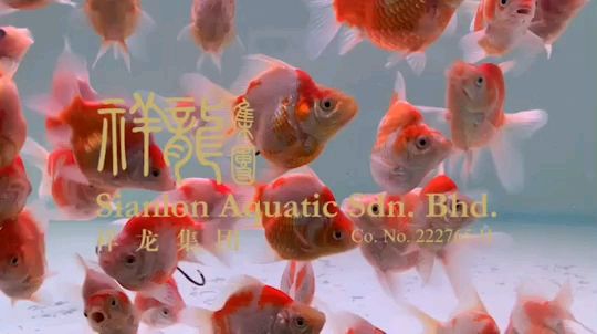 大日玉鯖魚(yú)紅白純種新品進(jìn)口錦鯉視頻：大日玉鯖魚(yú)紅白純種新品進(jìn)口錦鯉視頻展現(xiàn)出高貴氣質(zhì) 混養(yǎng)魚(yú)（配魚(yú)）