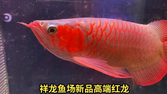 祥龍魚場(chǎng)培育出新品紅龍魚：祥龍魚場(chǎng)配魚出新品紅龍魚