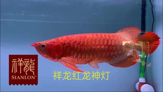 紅龍魚(yú)增色比賽指定專用祥龍紅龍魚(yú)神燈：增色比賽指定專用祥龍紅龍魚(yú)神燈