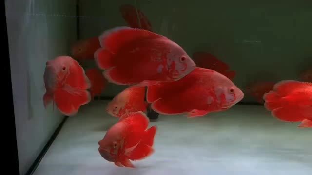 火麒麟魚：火麒麟魚是一種特殊的觀賞魚類，以其鮮艷的紅色鱗片和火焰狀尾鰭而得名