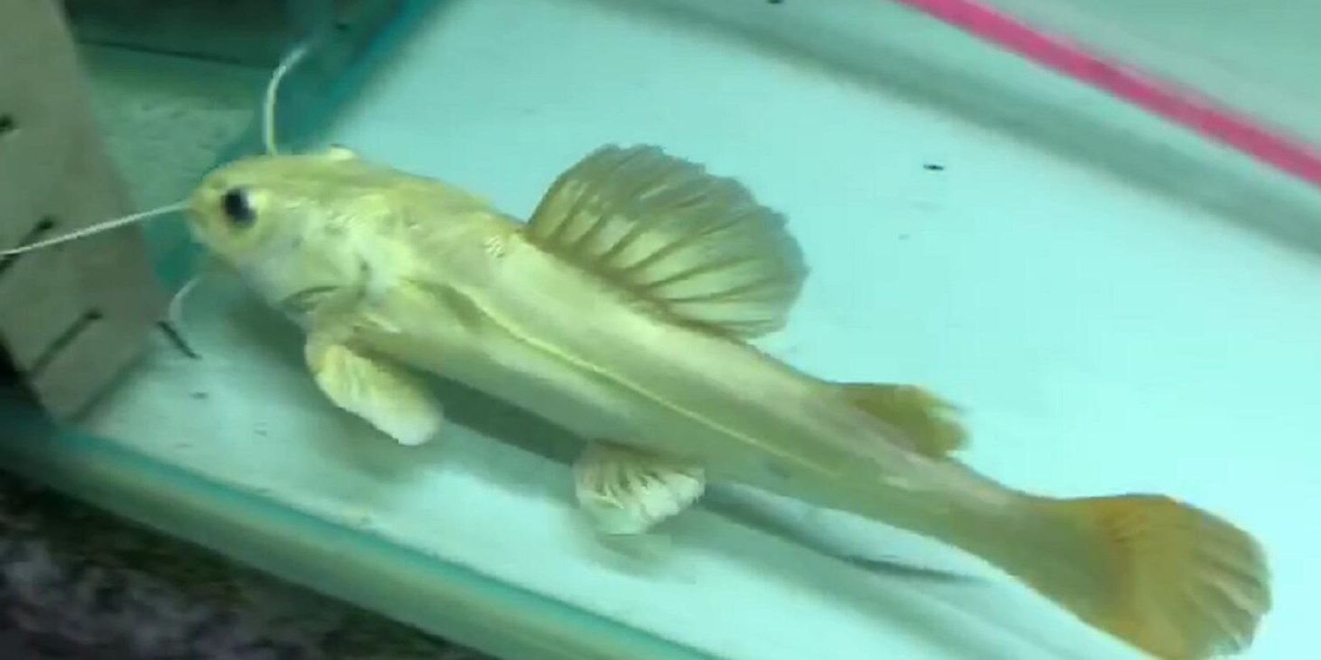 祥龍魚場黃金貓魚：祥龍魚場黃金貓魚是一種在水族中頗受歡迎的觀賞魚