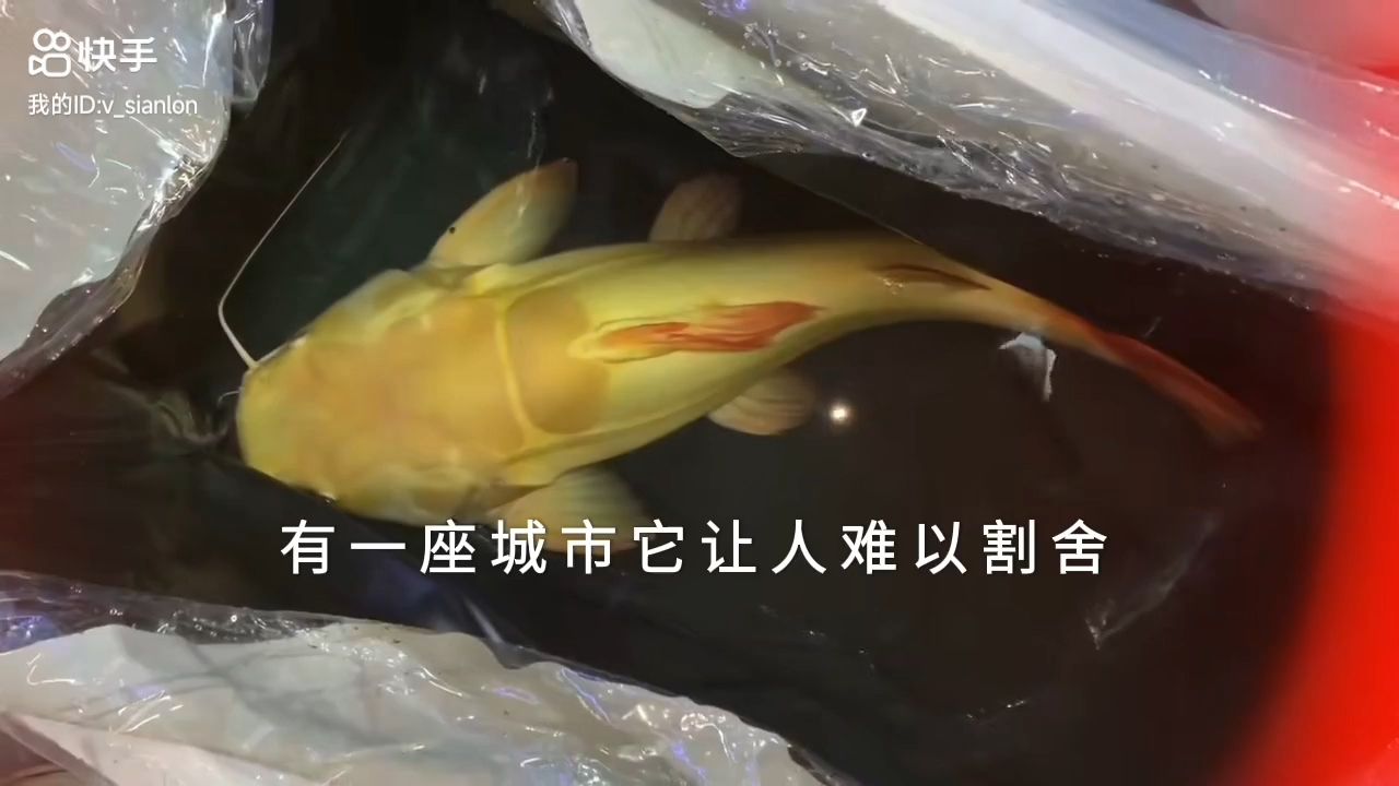 巨型黃金貓魚(yú)入住別墅：巨型黃金貓魚(yú)入住別墅，成為人們關(guān)注的熱門(mén)話(huà)題和話(huà)題