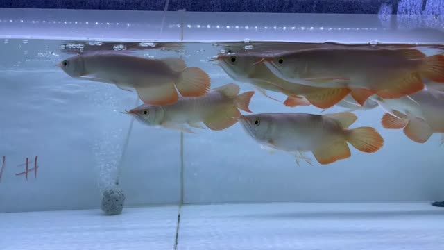 2021雙11紅龍魚(yú)批發(fā)特惠11號(hào)缸：2021雙11紅龍魚(yú)批發(fā)特惠