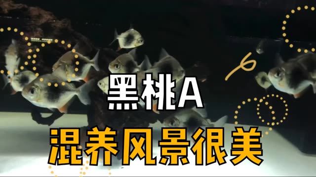 黑桃A群養(yǎng)也是漂亮的風景：黑桃a群養(yǎng)的景觀價值