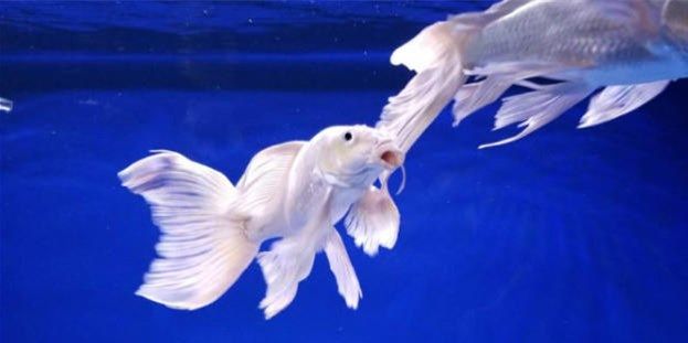 球型蝴蝶鯉：球型蝴蝶鯉的飼養(yǎng) 混養(yǎng)魚（配魚）