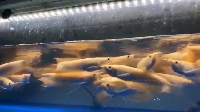 白子銀龍魚：白子銀龍魚怎么養(yǎng)？