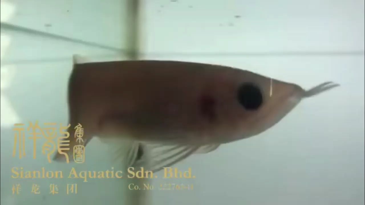 熊貓眼小龍魚：熊貓眼小龍魚是觀賞魚類中的新品種