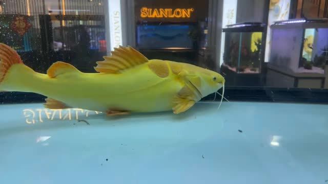 50cm黃金貓魚（國(guó)內(nèi)最大）：50cm黃金貓魚（國(guó)內(nèi)最大）50cm黃金貓魚（國(guó)內(nèi)最大）