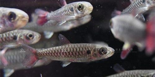 紅尾平克魚：紅尾平克魚學名為pterygotusfulvus