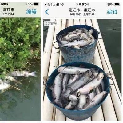 薩伊藍(lán)魚飼料發(fā)霉處理辦法：發(fā)霉的飼料不能直接喂食給薩伊藍(lán)魚嗎？ 薩伊藍(lán)魚 第1張