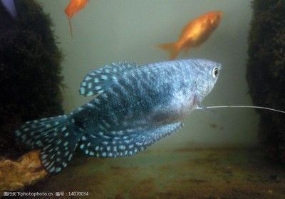 薩伊藍(lán)魚適宜水族箱大小：薩伊藍(lán)魚水族箱大小的選擇標(biāo)準(zhǔn) 薩伊藍(lán)魚 第5張