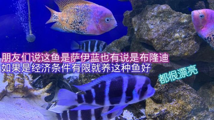 薩伊藍(lán)魚最佳伴侶選擇：探索薩伊藍(lán)魚最佳伴侶選擇 薩伊藍(lán)魚 第1張