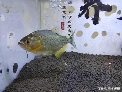 伊巴卡魚飼料投喂量指南：伊巴卡魚的飼料投喂量指南伊巴卡魚飼料投喂量指南 薩伊藍(lán)魚 第2張