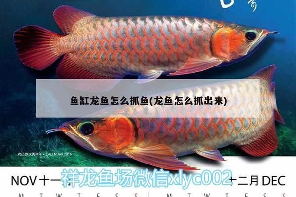 增色飼料對薩伊藍(lán)魚的影響：增色飼料對薩伊藍(lán)魚的具體效果和影響因素需要進(jìn)一步探討 薩伊藍(lán)魚 第4張