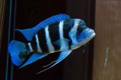 薩伊藍六間魚繁殖期飼料選擇：薩伊藍六間魚繁殖期飼料搭配 薩伊藍魚 第5張