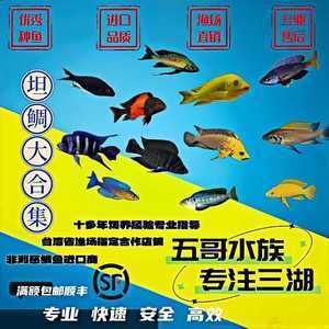 如何自制薩伊藍(lán)六間魚(yú)飼料：如何自制薩伊藍(lán)六間魚(yú)飼料，薩伊藍(lán)六間魚(yú)營(yíng)養(yǎng)需求分析 薩伊藍(lán)魚(yú) 第3張