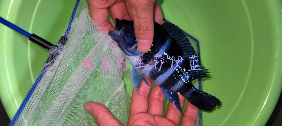 如何自制薩伊藍(lán)六間魚(yú)飼料：如何自制薩伊藍(lán)六間魚(yú)飼料，薩伊藍(lán)六間魚(yú)營(yíng)養(yǎng)需求分析 薩伊藍(lán)魚(yú) 第5張