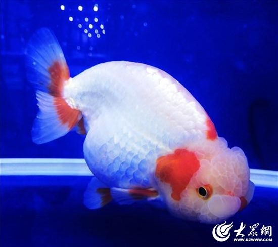 鳳凰魚繁殖飼料品牌推薦：鳳凰魚繁殖飼料品牌和飼料選項(xiàng)推薦鳳凰魚繁殖飼料效果評(píng)價(jià) 薩伊藍(lán)魚 第3張