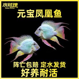 淘寶元寶鳳凰魚飼料優(yōu)惠：淘寶鳳凰魚飼料優(yōu)惠券領(lǐng)取方法鳳凰魚飼料搭配喂養(yǎng)技巧 薩伊藍(lán)魚 第2張