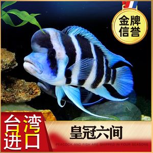 薩伊藍六間魚繁殖飼料品牌推薦：探索薩伊藍六間魚繁殖飼料品牌推薦 薩伊藍魚 第1張