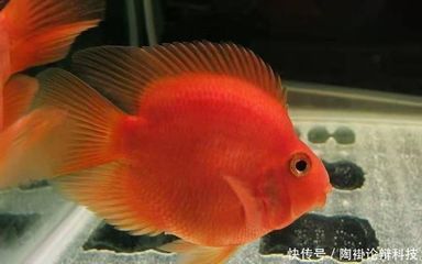 龍魚手術麻藥哪里買：關于龍魚手術麻醉藥的問題 水族問答 第1張