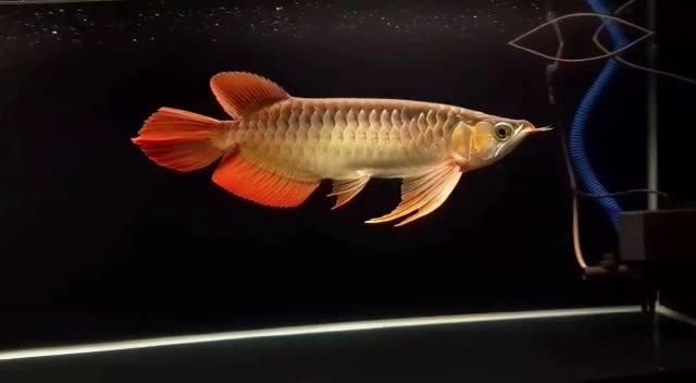 漂亮大湖紅龍魚：漂亮大湖紅龍魚在水族箱中的常見問(wèn)題及其解決方案