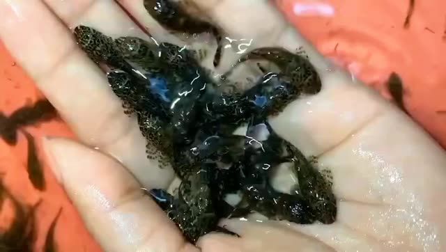 豹紋夫魚苗：豹紋夫魚的飼養(yǎng)方法