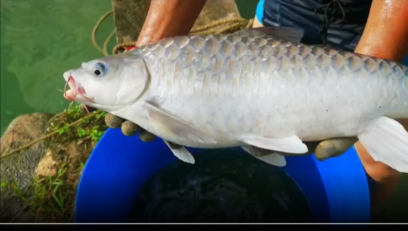 馬來西亞忘不了魚（勿忘我觀賞魚）：馬來西亞忘不了魚 混養(yǎng)魚（配魚）