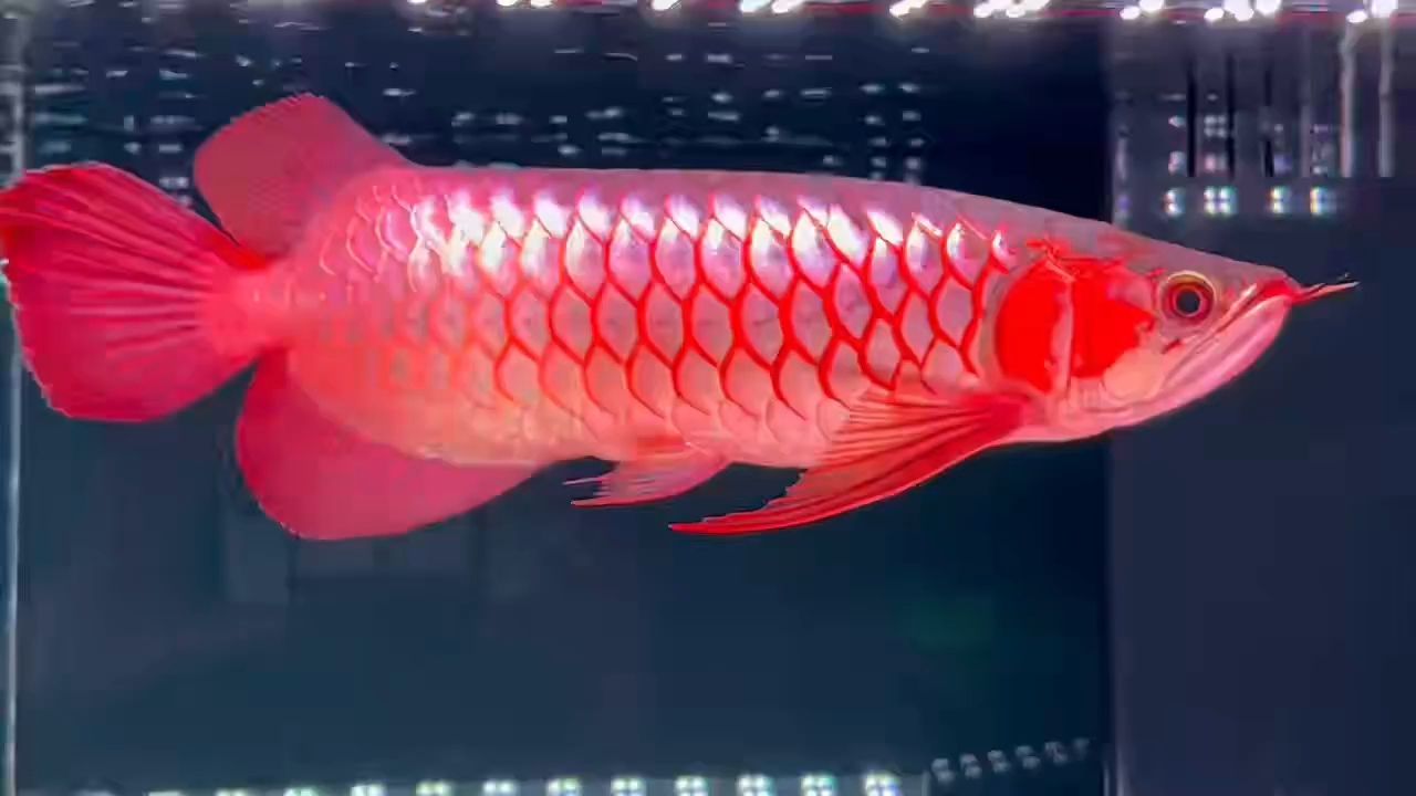 小頓頭紅龍魚：小頓頭紅龍魚在水族中頗受歡迎，常被作為觀賞魚飼養(yǎng)在水族箱里