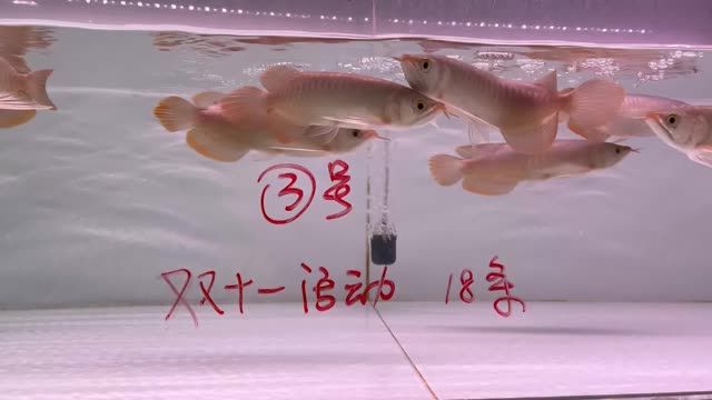 雙11紅龍魚批發(fā)特價(jià)秒殺3號缸20條：雙11紅龍魚批發(fā)特價(jià)秒殺20條紅龍魚批發(fā)價(jià)格優(yōu)惠