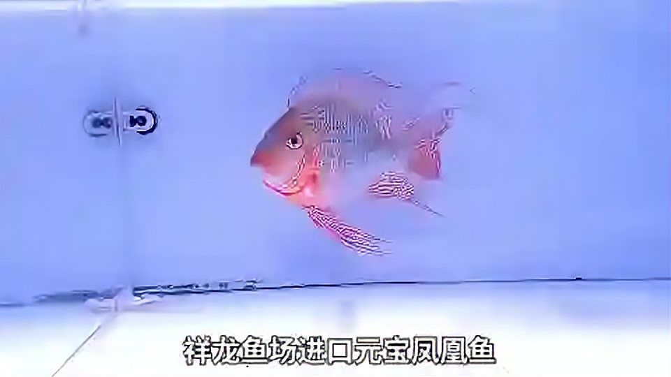 稀有珍寶！祥龍魚場元寶鳳凰魚，讓你見識大自然的神奇?。簜髡f中的祥龍魚場元寶鳳凰魚居然被發(fā)現(xiàn)了，快來看看 混養(yǎng)魚（配魚）