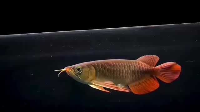 印尼精品紅龍魚：紅龍魚的飼養(yǎng)方法