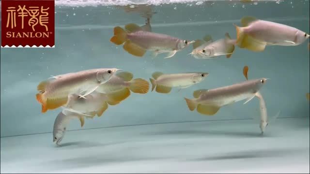 這5租整缸紅龍魚打包批發(fā)，基本個個是全品紅龍魚：5條整缸紅龍魚打包批發(fā)