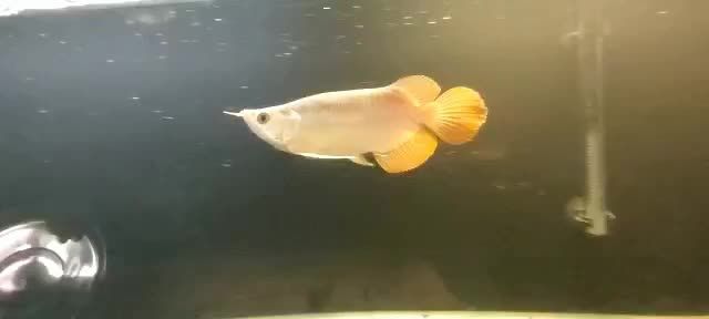 短身紅龍魚2020091505：2020年9月15日短身紅龍魚飼養(yǎng)情況分析 混養(yǎng)魚（配魚）