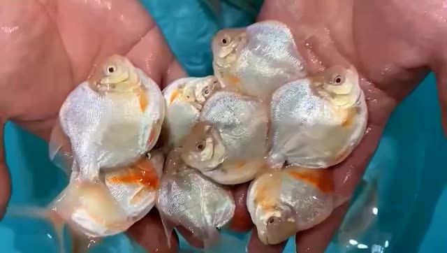 高身銀版魚：淡水魚類中的一員高身銀版魚，是淡水魚類中的一員