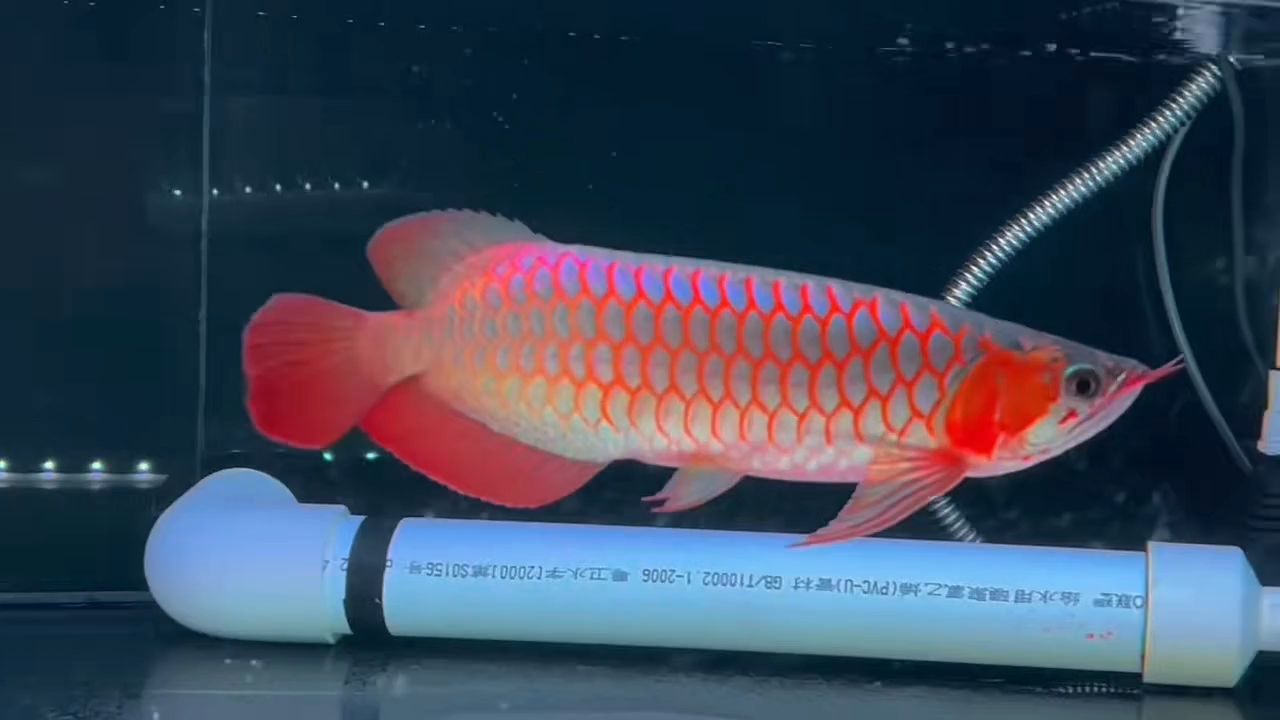 白玉紅龍魚20221122：白玉紅龍魚 混養(yǎng)魚（配魚）