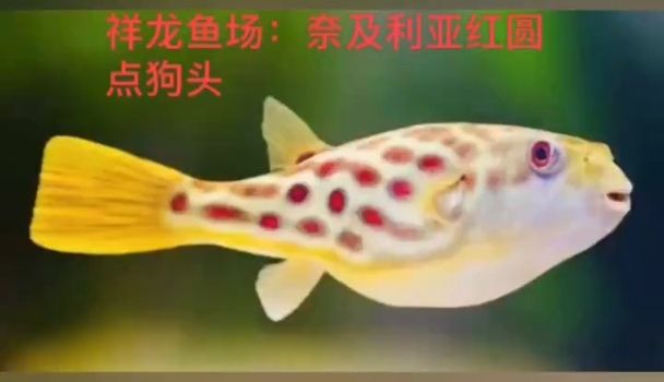 狗頭魚(yú)界的范冰冰-奈及利亞紅圓點(diǎn)狗頭主要是現(xiàn)貨：奈及利亞紅圓點(diǎn)為什么成為了傳奇魚(yú)種