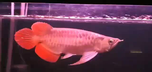 牛逼的尾巴體型絕對好：牛逼的尾巴體型 混養(yǎng)魚（配魚）