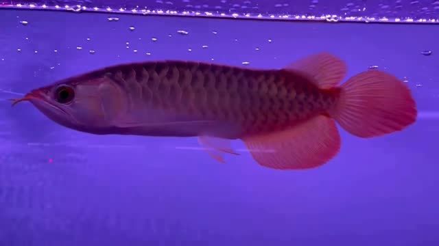 體型不錯(cuò)活動力不錯(cuò)的紅龍魚：紅龍魚以其出色的體型和活躍的生命力在水族中頗受歡迎