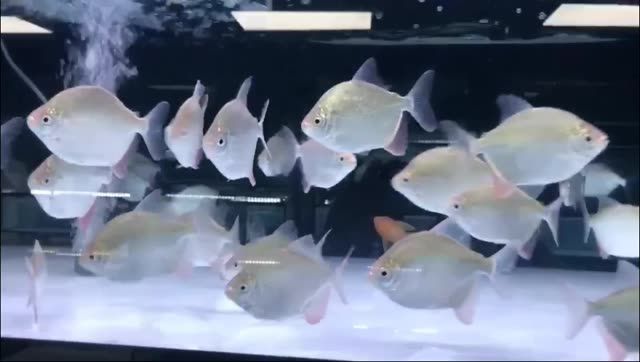 巨型銀板麥肯斯魚：巨型銀板麥肯斯魚是一類體型龐大且色彩鮮明的海洋生物