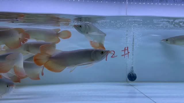 2021雙11紅龍魚(yú)批發(fā)特惠12號(hào)缸：2021雙11紅龍魚(yú)批發(fā)優(yōu)惠12號(hào)缸