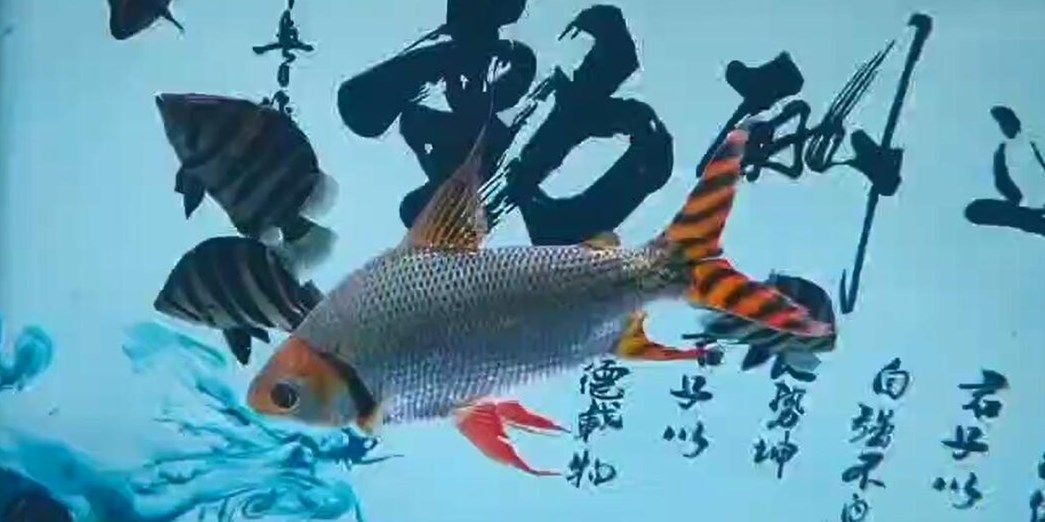 直紋飛鳳魚(yú)：直紋飛鳳魚(yú)學(xué)名為pteroisvolutavoluta