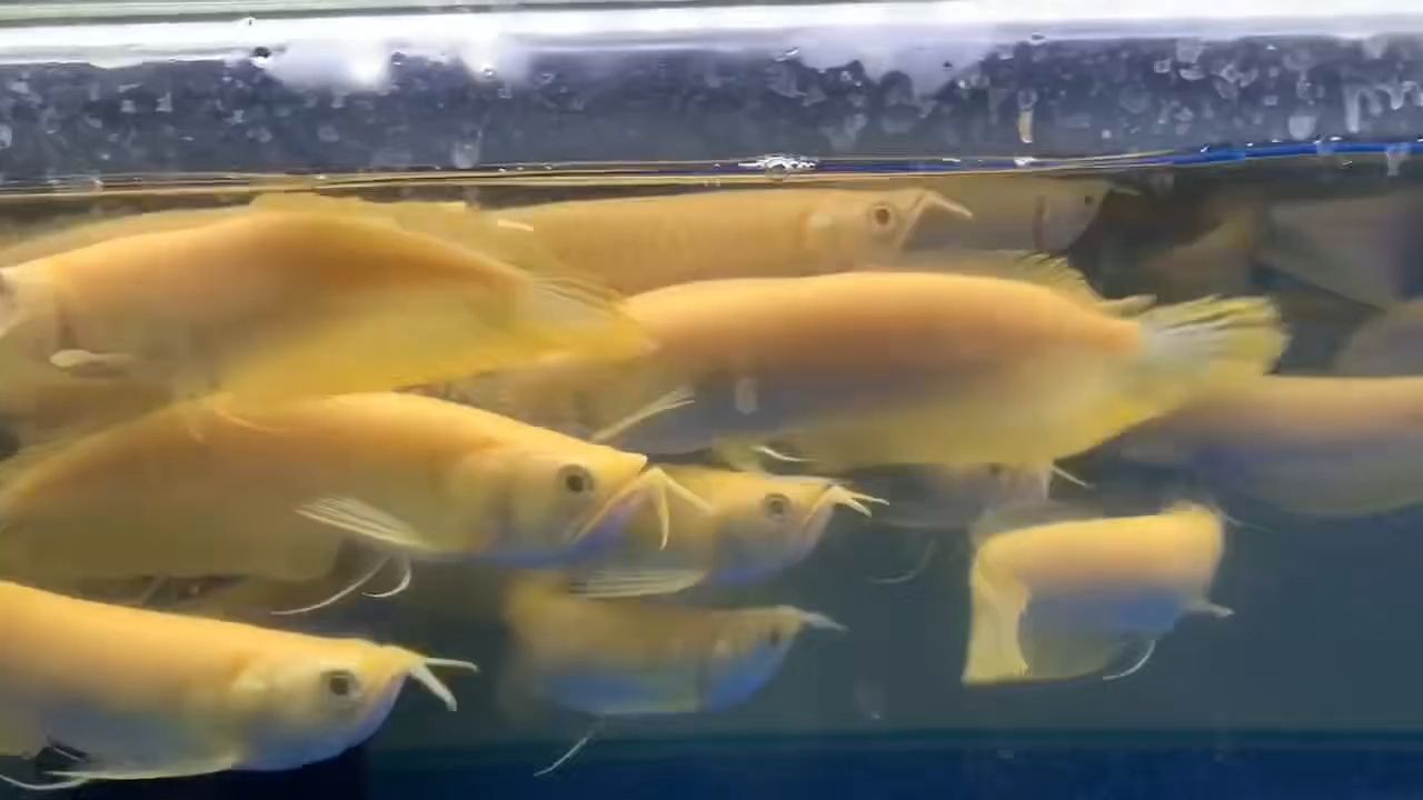 18-20cm白子銀龍魚批發(fā)：-20cm白子銀龍魚批發(fā) 混養(yǎng)魚（配魚）