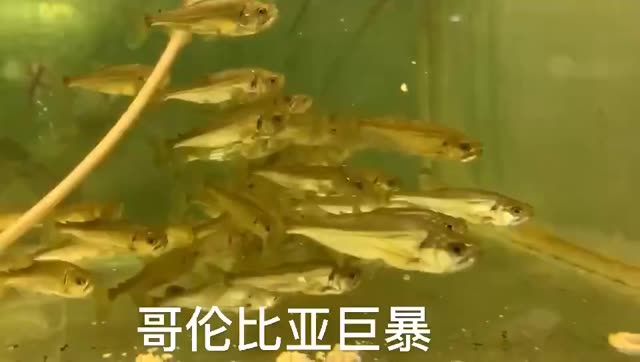 哥倫比亞巨暴魚苗：哥倫比亞巨暴魚