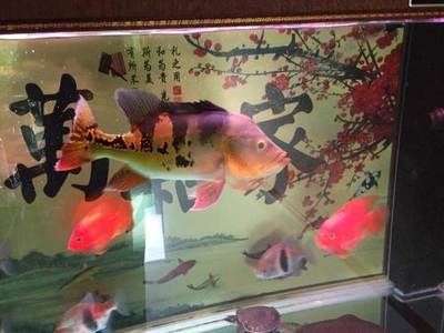 龍魚水溫過(guò)低：報(bào)告探討龍魚水溫過(guò)低對(duì)它們健康的影響及其可能帶來(lái)的后果 水族問(wèn)答 第1張