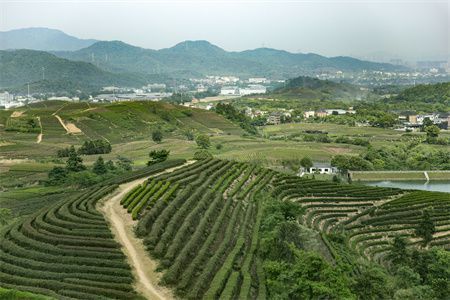 龍魚死后能吃嗎：龍魚死亡后，它的肉還能吃嗎，龍魚死后怎么處理才安全 水族問答 第2張