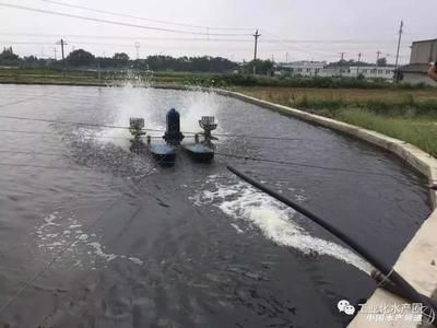 秋季鱸魚苗市場需求：秋季水產(chǎn)品市場趨勢分析鱸魚苗全年供應(yīng)服務(wù)評價 其他寵物 第6張