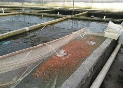 冷凍魚苗飼料解凍技巧：解凍冷凍魚苗飼料關鍵在于避免營養(yǎng)流失和確保食品安全