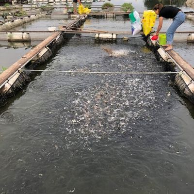 福滿鉆魚(yú)貨源基地分布情況：福滿鉆魚(yú)的貨源基地分布情況 其他寵物 第5張