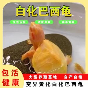 如何判斷白化巴西龜健康狀況：如何判斷白化巴西龜?shù)慕】禒顟B(tài)，白化巴西龜?shù)慕】禒顩r 白化巴西龜（白巴） 第5張